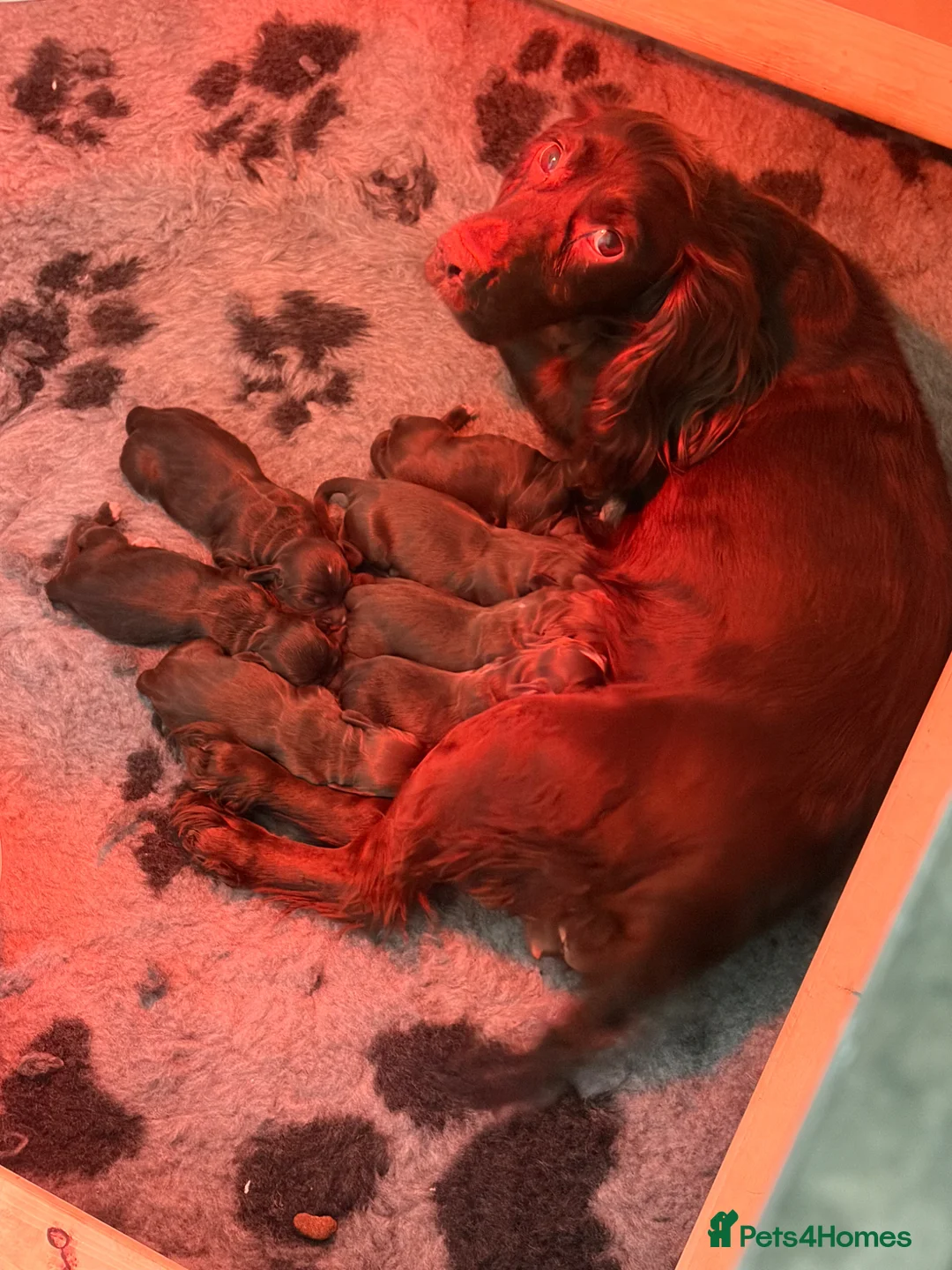 Cocker Spaniel dogs for sale: Working cocker spaniel puppies  - Advert 2