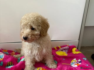 Poochon dogs Poochon puppies - Advert 3