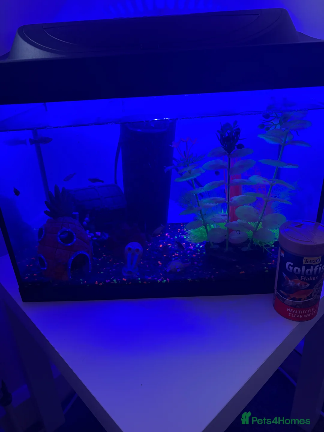 Fancy Goldfish fish for sale: goldfish - Advert 5