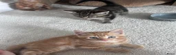 Domestic Shorthair cats for sale: 4 male, 1 female kitten  - Advert 6