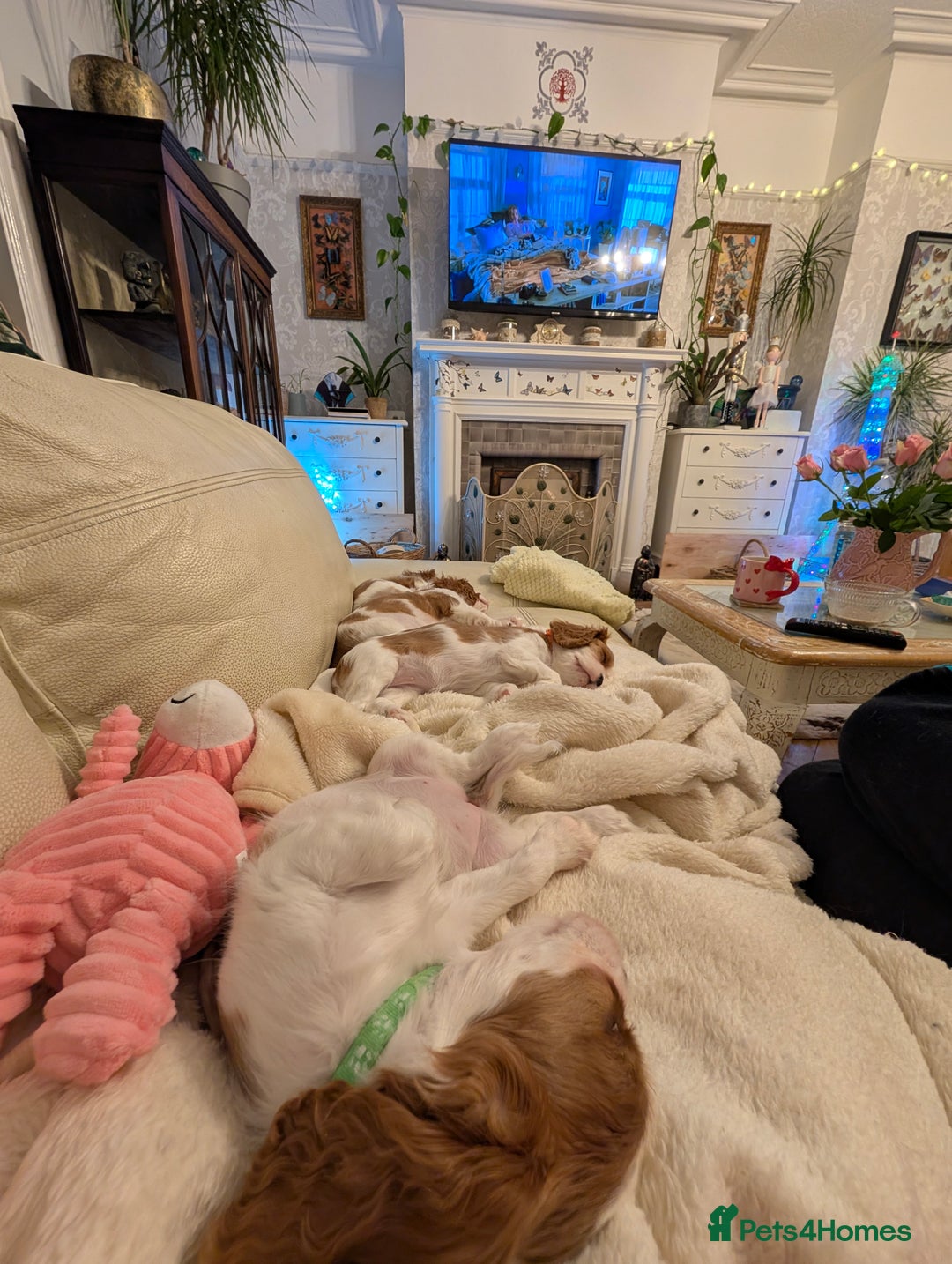 Cavalier King Charles Spaniel dogs for sale: Exquisite Lady KC reg Cavalier King Charles - Advert 4