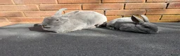 Rex rabbits for sale: Stunning Beautiful Blue Mini Rex Does  - Advert 2