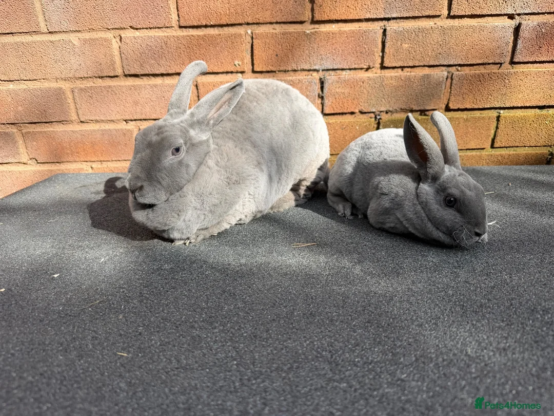 Rex rabbits for sale: Stunning Beautiful Blue Mini Rex Does  - Advert 2