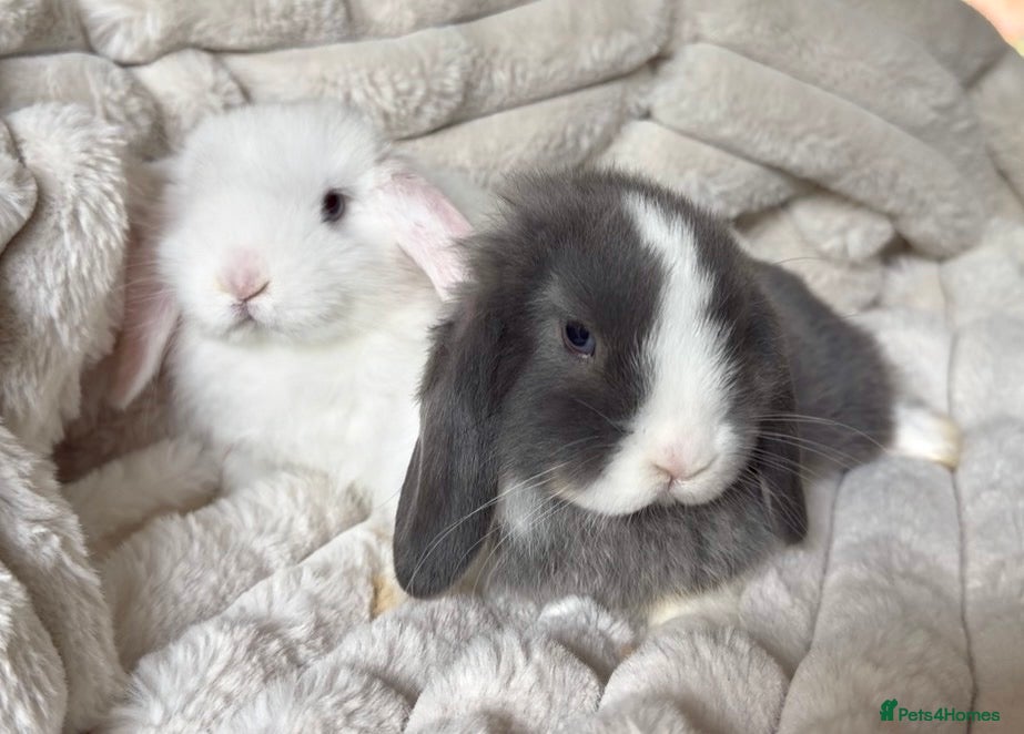 Mini Lop rabbits Ready now 2 stunning Minilop babies  - Advert 18
