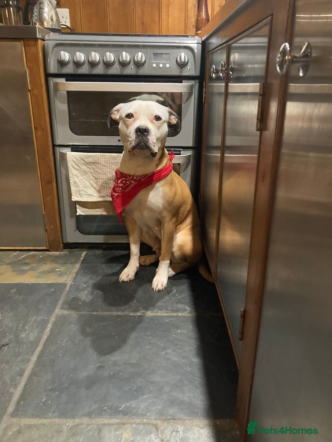 Mixed Breed dogs for adoption: Gorgeous Luna needs a special home 😘 - Image 1