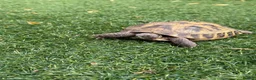 Tortoise reptiles for sale: Horsefield tortoise 2 years old female in Bolton - Advert 5
