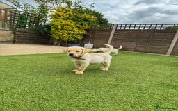 Goldador dogs for sale: Stunning litter of Goldador Puppies  - Image 16