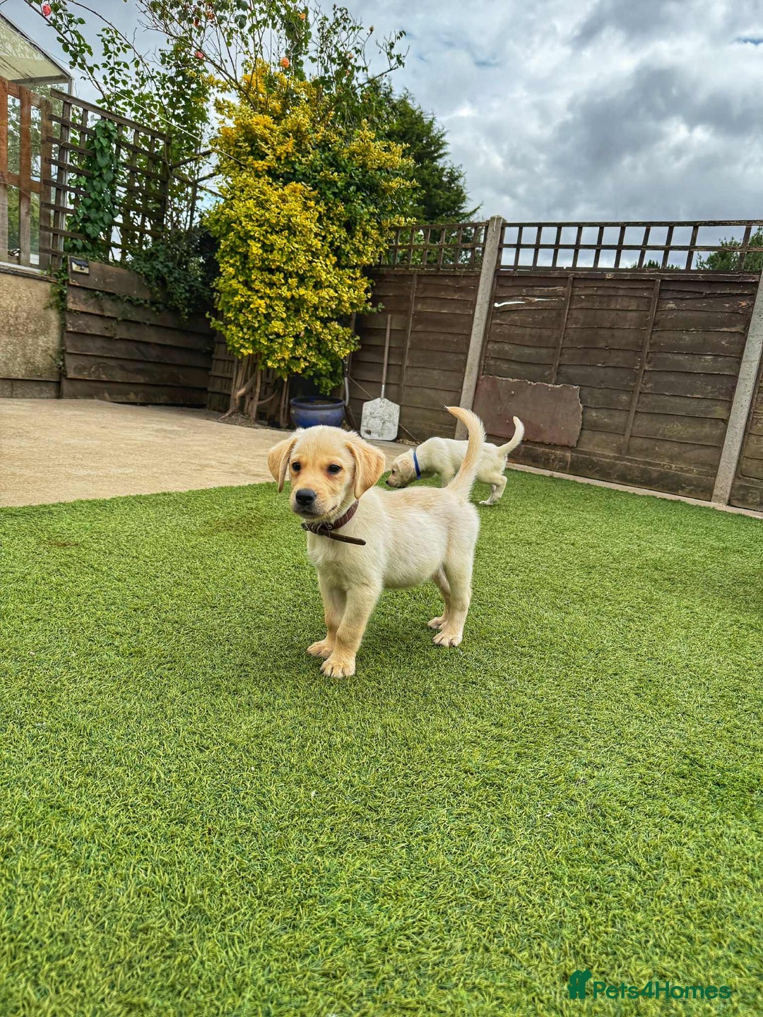 Goldador dogs for sale: Stunning litter of Goldador Puppies  - Image 16