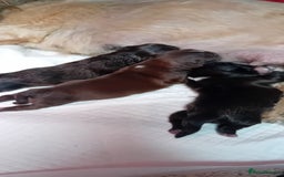 Shih Tzu dogs for sale: Shihtzu minature puppies stunning - Image 13