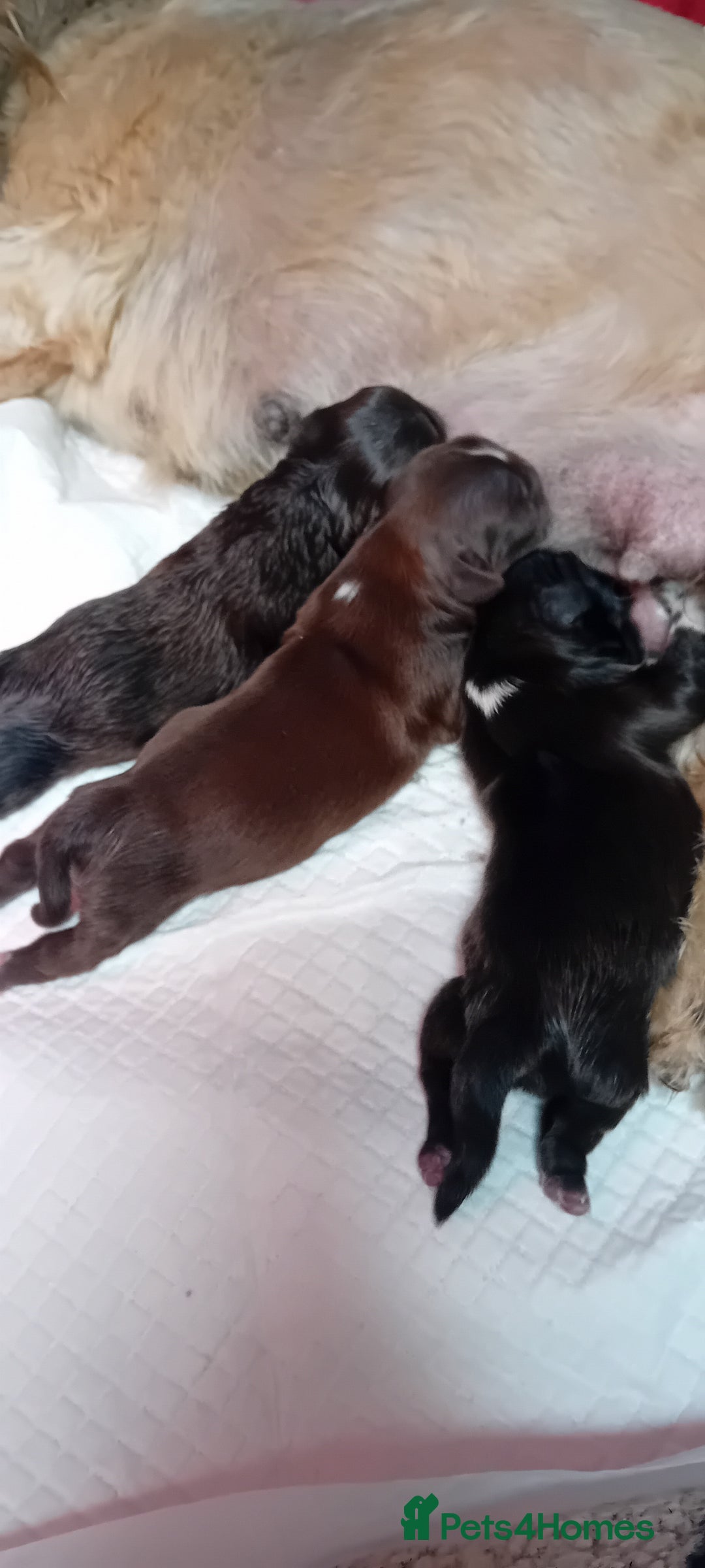 Shih Tzu dogs for sale: Shihtzu minature puppies stunning - Image 13