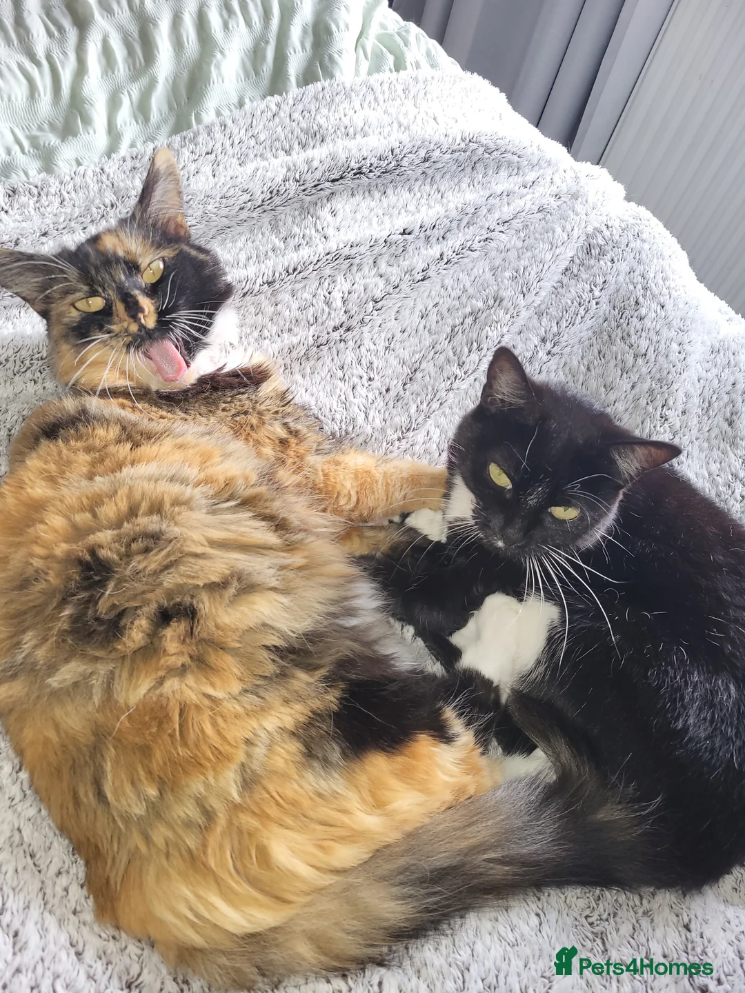Mixed Breed cats for sale: Bonded mum and daughter  - Advert 1
