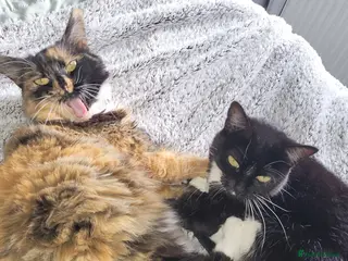 Mixed Breed cats Bonded mum and daughter - Advert 1