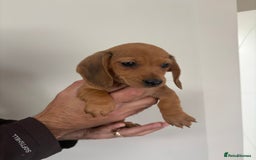 Miniature Dachshund dogs for sale: Gorgeous Long &short haired mini dachshund puppies - Image 12