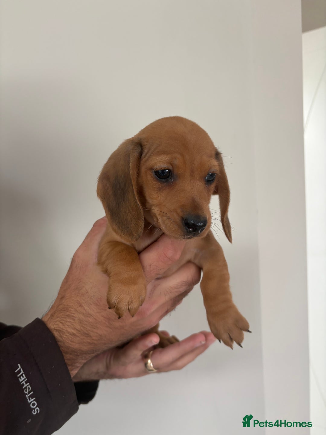 Miniature Dachshund dogs for sale: Gorgeous Long &short haired mini dachshund puppies - Image 12