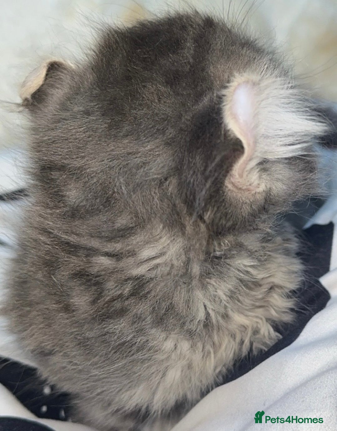 Mixed Breed cats for sale: Sphynx mixed with American curl - Advert 19