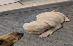 Labrador Retriever dogs for sale: Gorgeous Yellow Labrador Puppies - Image 2