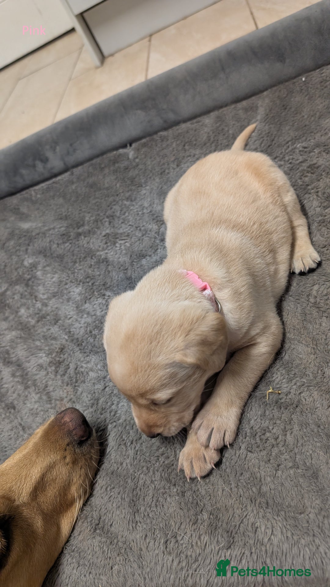 Labrador Retriever dogs for sale: Gorgeous Yellow Labrador Puppies - Image 2