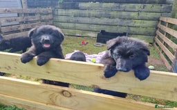 German Shepherd dogs for sale: 1 very large  longhaired Black gsd male . in Lockerbie - Image 3