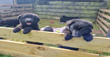 German Shepherd dogs in Lockerbie - Advert 7