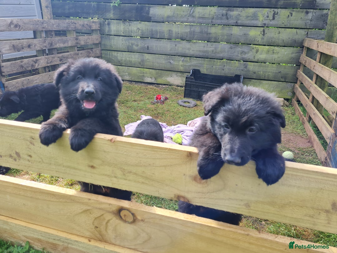 German Shepherd dogs for sale: 1 very large  longhaired Black gsd male . in Lockerbie - Image 3
