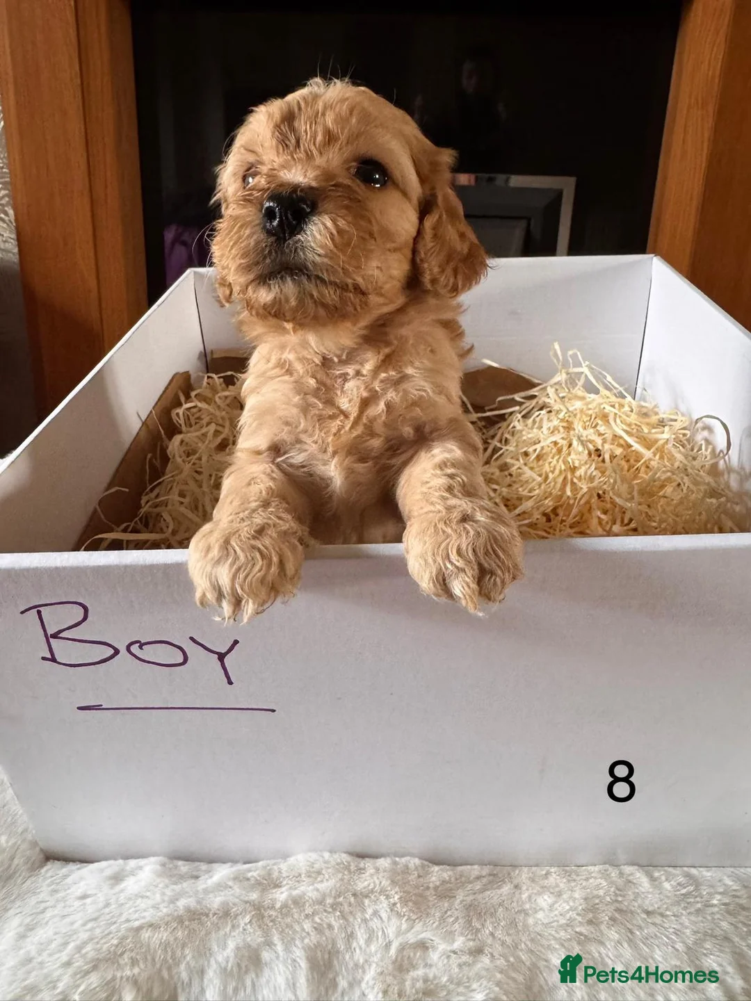 Cockapoo dogs for sale: A litter of beautiful toy cockapoos  - Advert 34