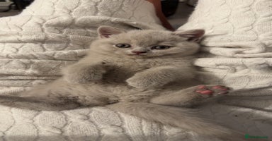 British Shorthair cats - Advert 12