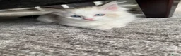 Ragdoll cats for sale: 4 TICA Registered Ragdoll girls available - Advert 18
