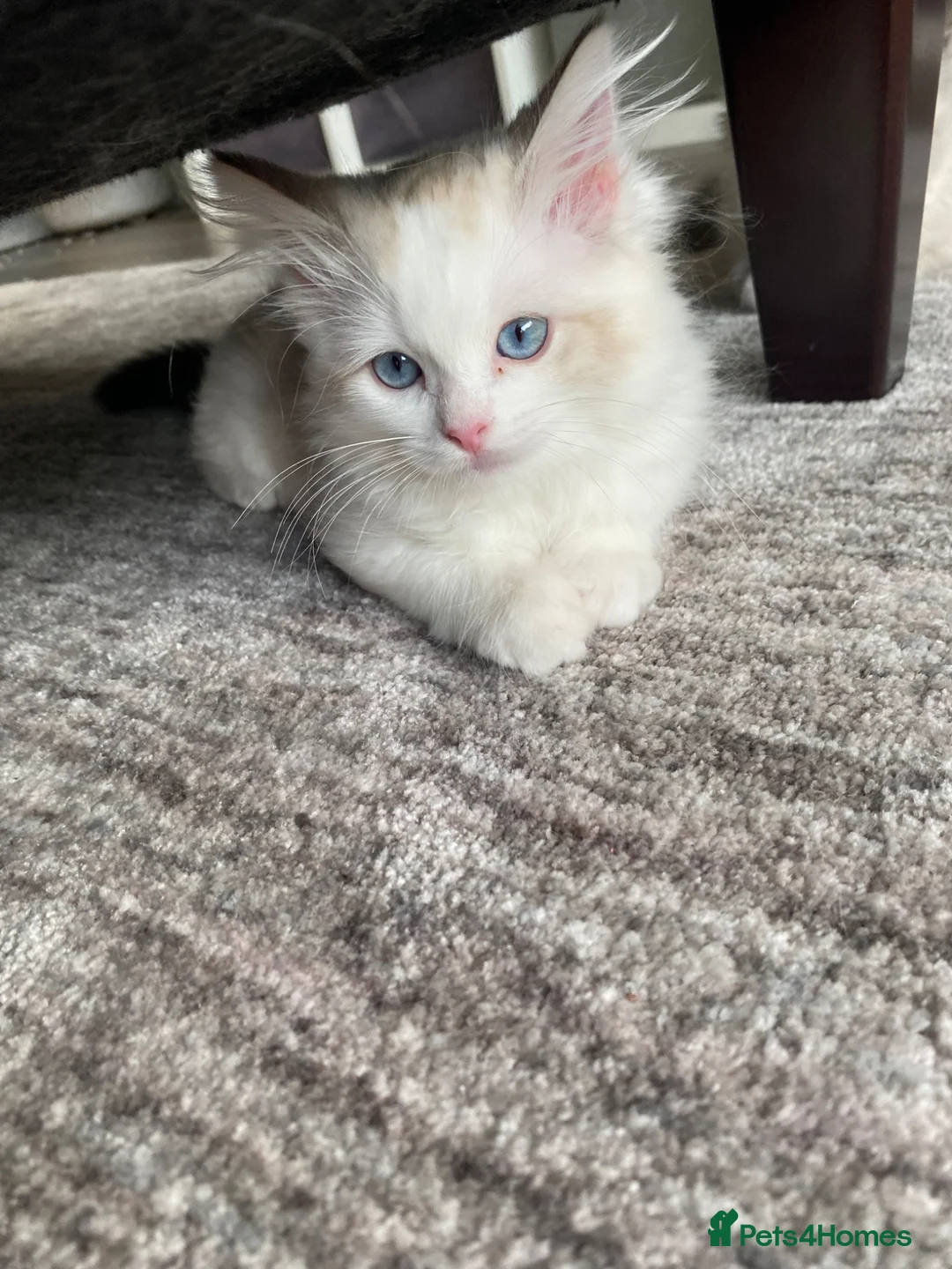 Ragdoll cats for sale: 1 Girl Left!!TICA Registered Ragdolls available - Advert 40