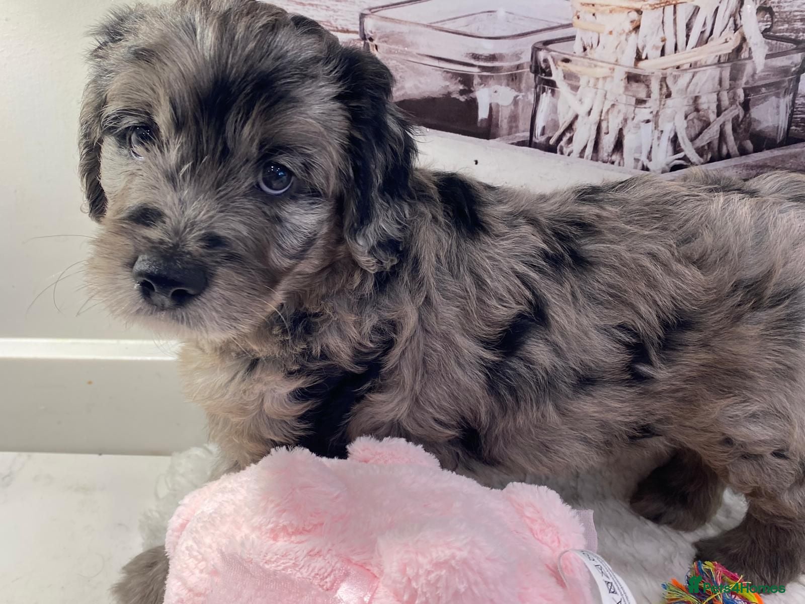 Goldendoodle dogs Gorgeous Goldendoodle puppies - Advert 4