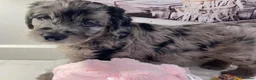 Goldendoodle dogs for sale: Gorgeous Goldendoodle puppies - Advert 1
