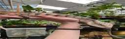 Skink reptiles for sale: Friendly Northern Blue Tongue Skink with 4ft Viv  - Advert 2