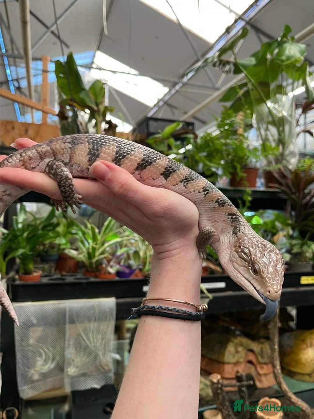 Skink reptiles for sale: Friendly Northern Blue Tongue Skink with 4ft Viv  - Advert 2