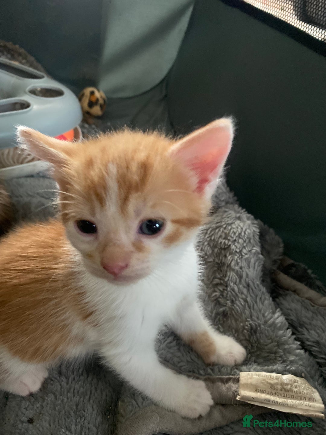 Mixed Breed cats for sale: Fluffy ginger & short fur calico 🐱🤩 - Image 12