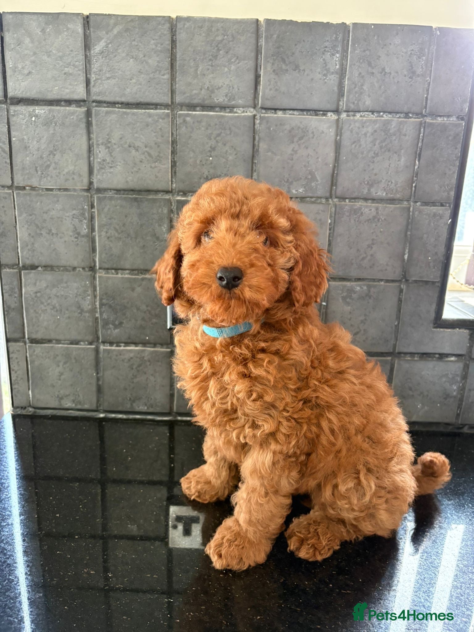 Miniature Poodle dogs Stunning Fox Red Minature Poodle Pups  - Advert 6