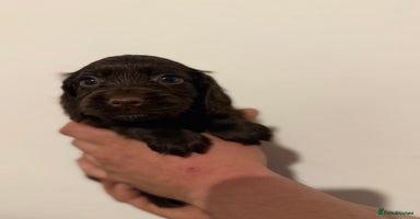 Cocker Spaniel dogs - Advert 3