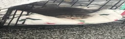 Mixed Breed cats for sale: Grey tabby and brown tabby kittens  - Advert 11