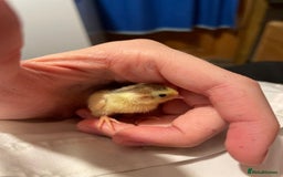 Quail poultry for sale: Chinese painted quails - Image 6