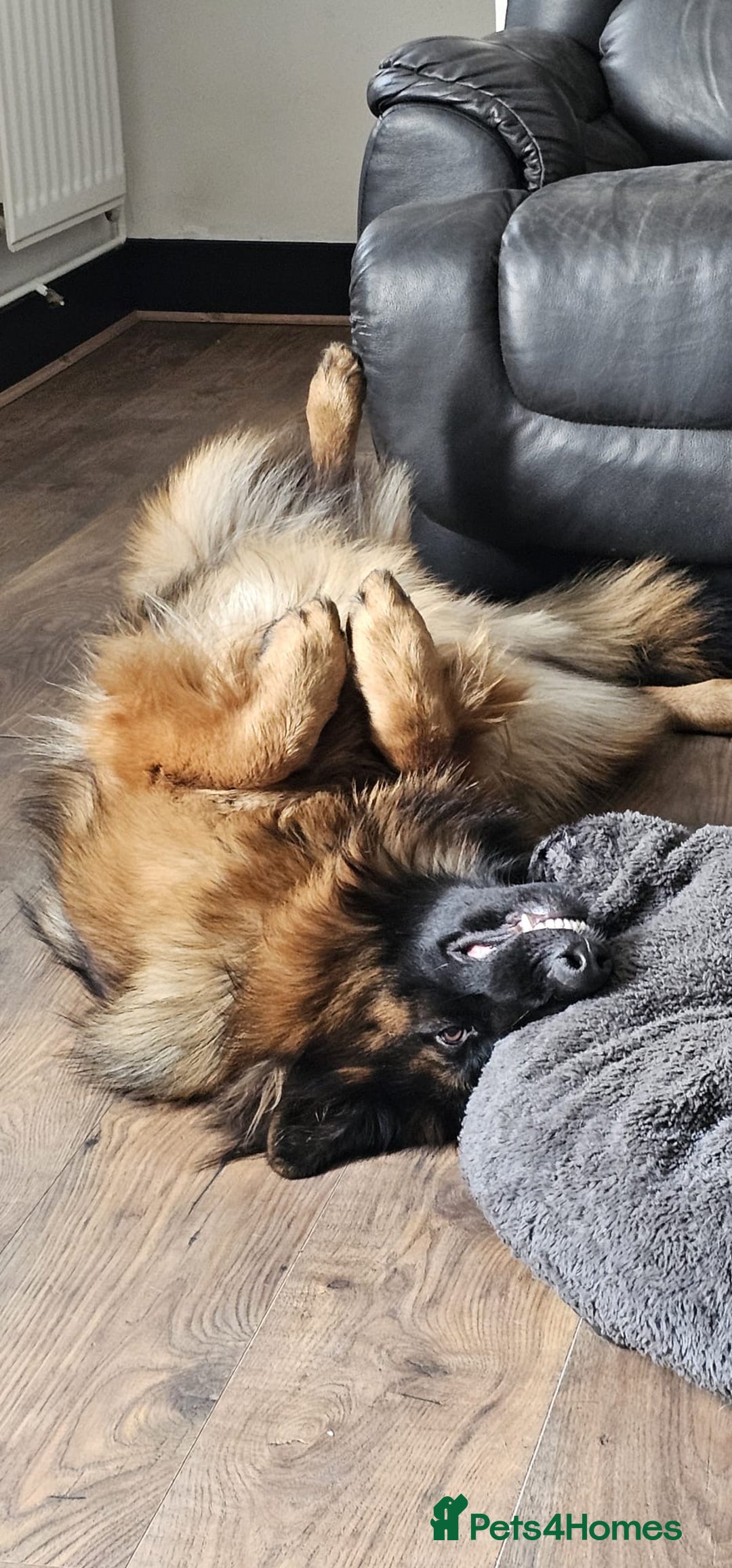 German Shepherd dogs for sale: KC registered long haired German Shepherd puppies - Advert 7