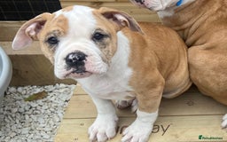 Alapaha Blue Blood Bulldog dogs for sale: Beautiful Alapaha blue bulldogs  - Image 16