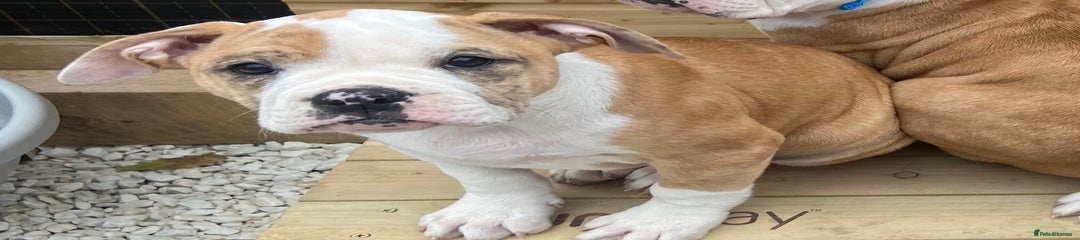 Alapaha Blue Blood Bulldog Puppy 6