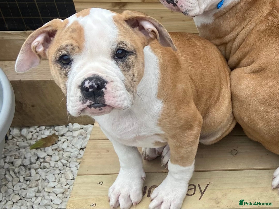 Alapaha Blue Blood Bulldog dogs for sale: Beautiful Alapaha blue bulldogs  - Image 16