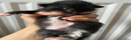 Mixed Breed cats for sale: Kitten for sale ready to go  - Advert 20