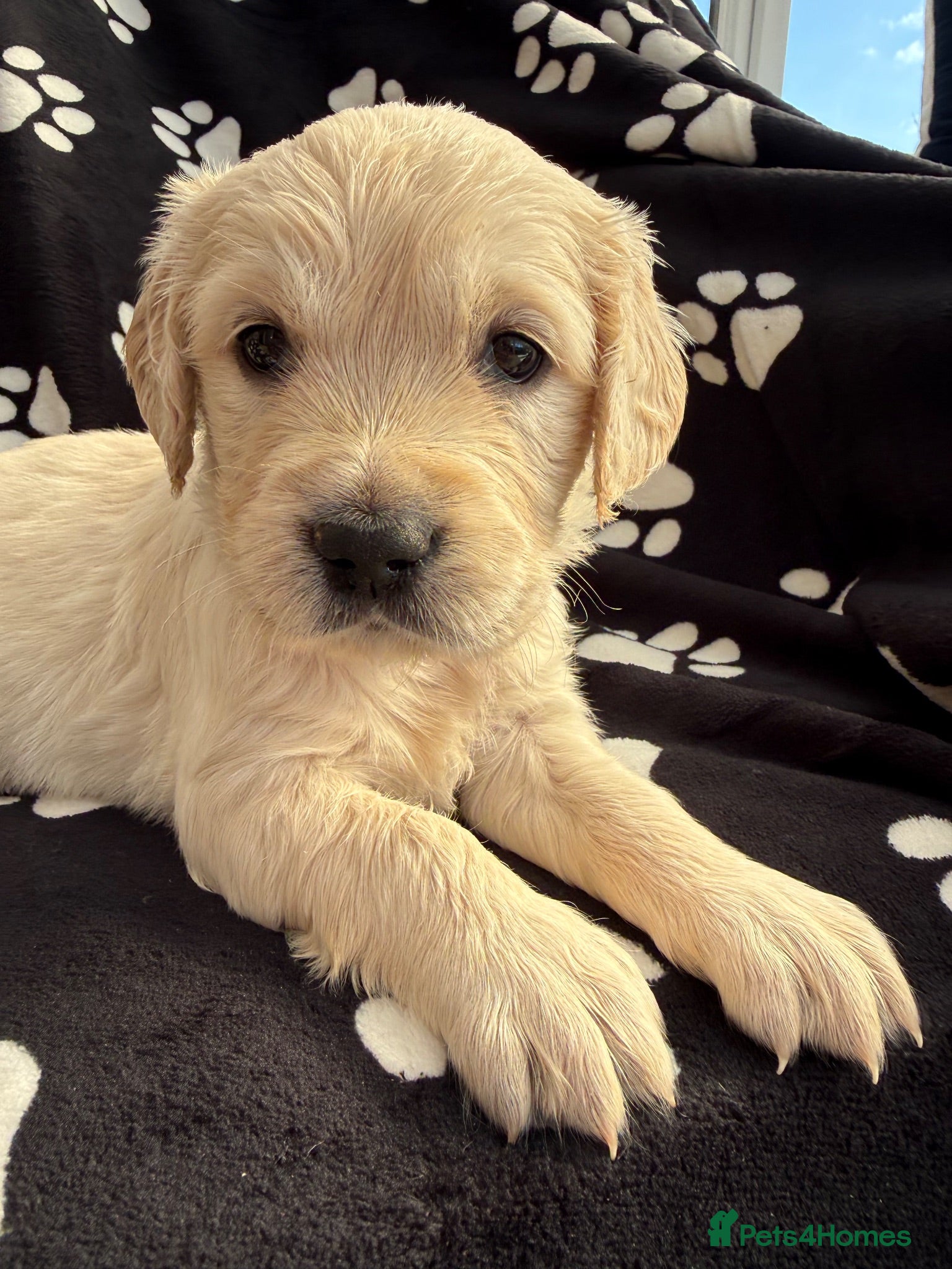 Golden Retriever dogs Kennel Club Health Tested Golden Retriever Puppies - Advert 2