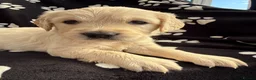 Golden Retriever dogs for sale: Kennel Club Health Tested Golden Retriever Puppies - Advert 8