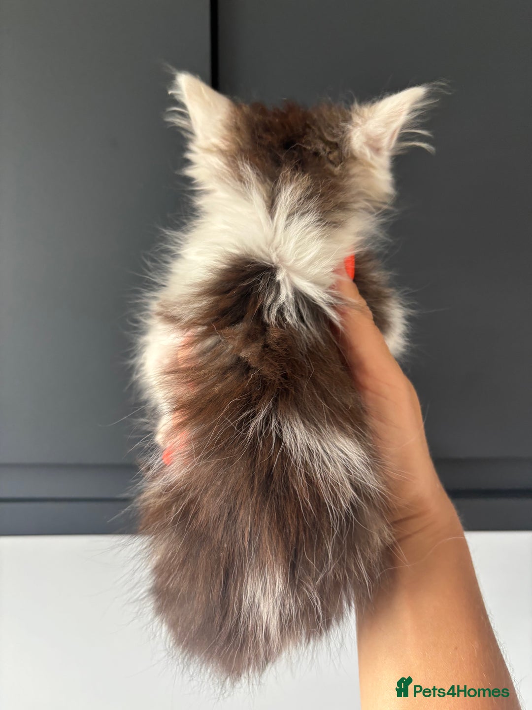 British Shorthair cats for sale: Kittens available BLUES in Axbridge - Image 16