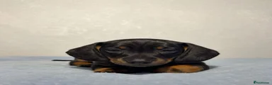 Miniature Dachshund Puppy 2