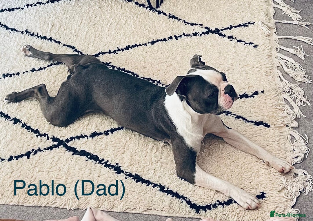 Boston Terrier dogs for sale: Beautiful Boston Terrier Puppies - Image 5