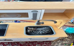 British Shorthair cats for sale: 🐾 Adorable Kittens Looking for  Home! 🐾 - Image 9