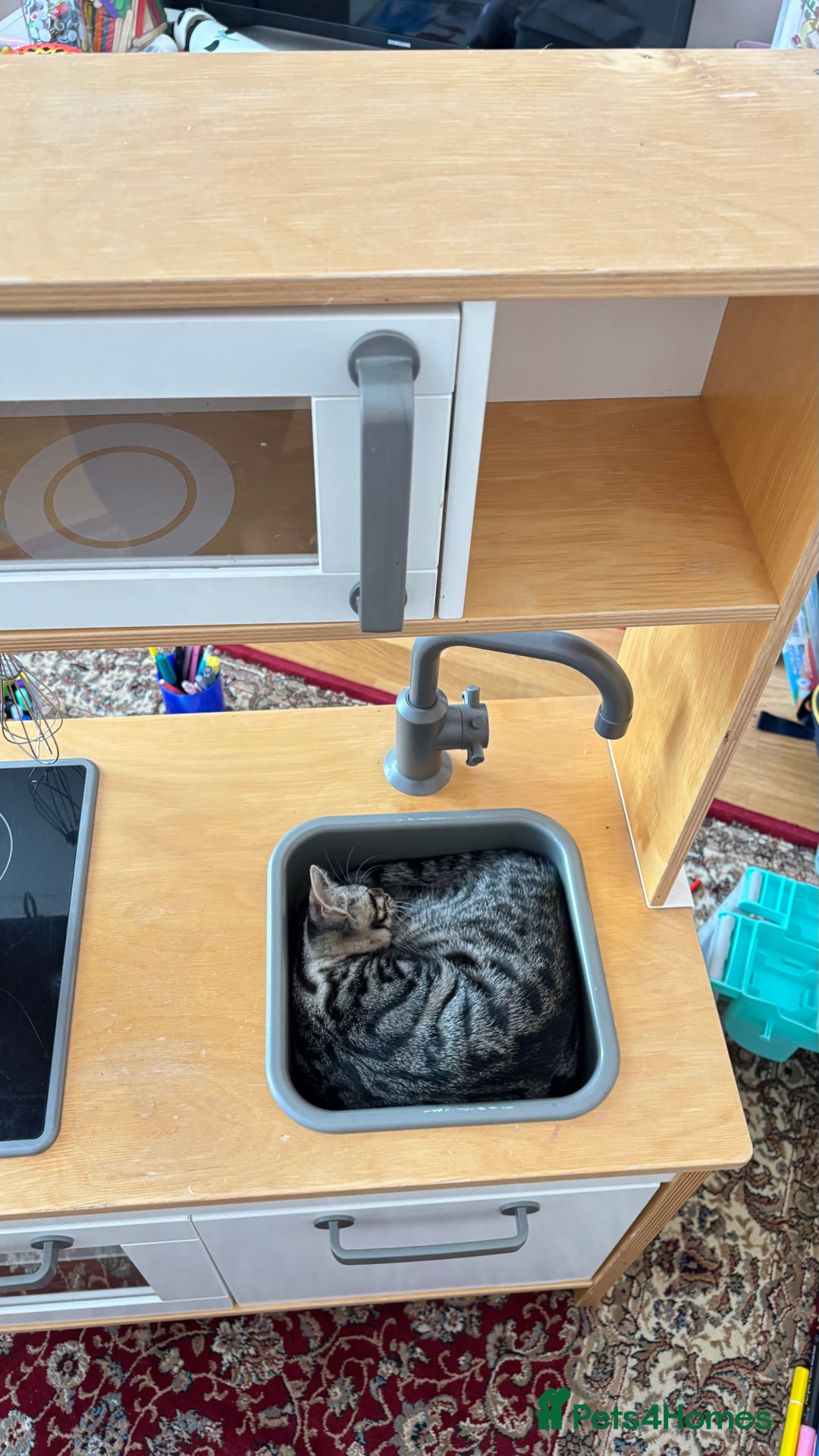 British Shorthair cats for sale: 🐾 Adorable Kittens Looking for  Home! 🐾 - Image 9