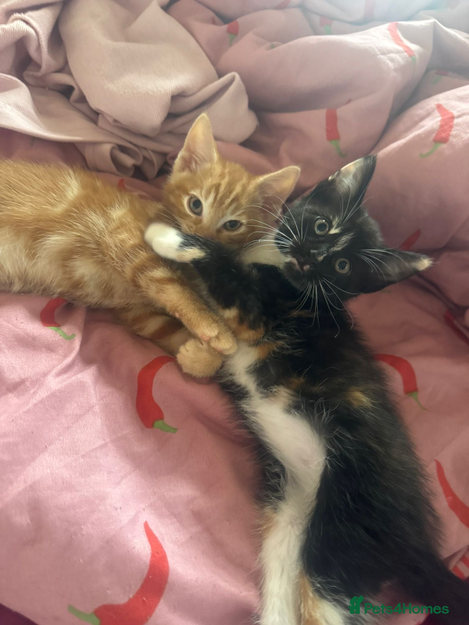Mixed Breed cats Kitten for sale  - Advert 14